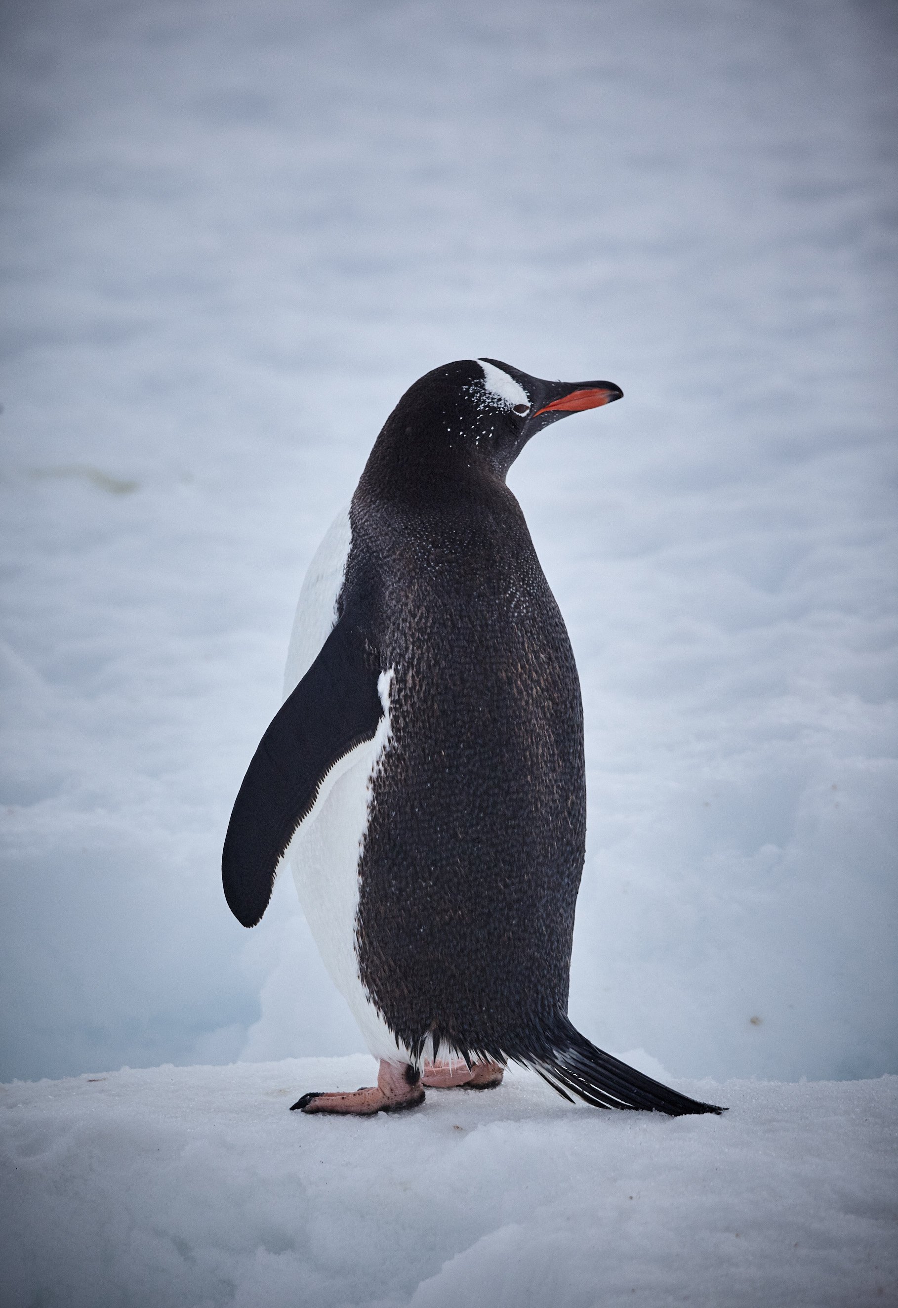 antarctica_74.jpg