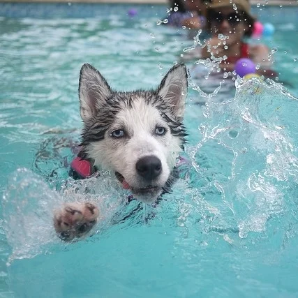 How a Pool Owner Can Conserve Water
