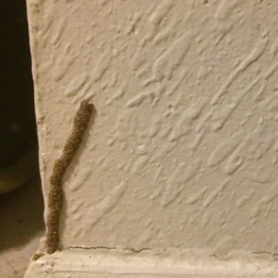 Gross Bugs Lured by Water from Plumbing Leaks