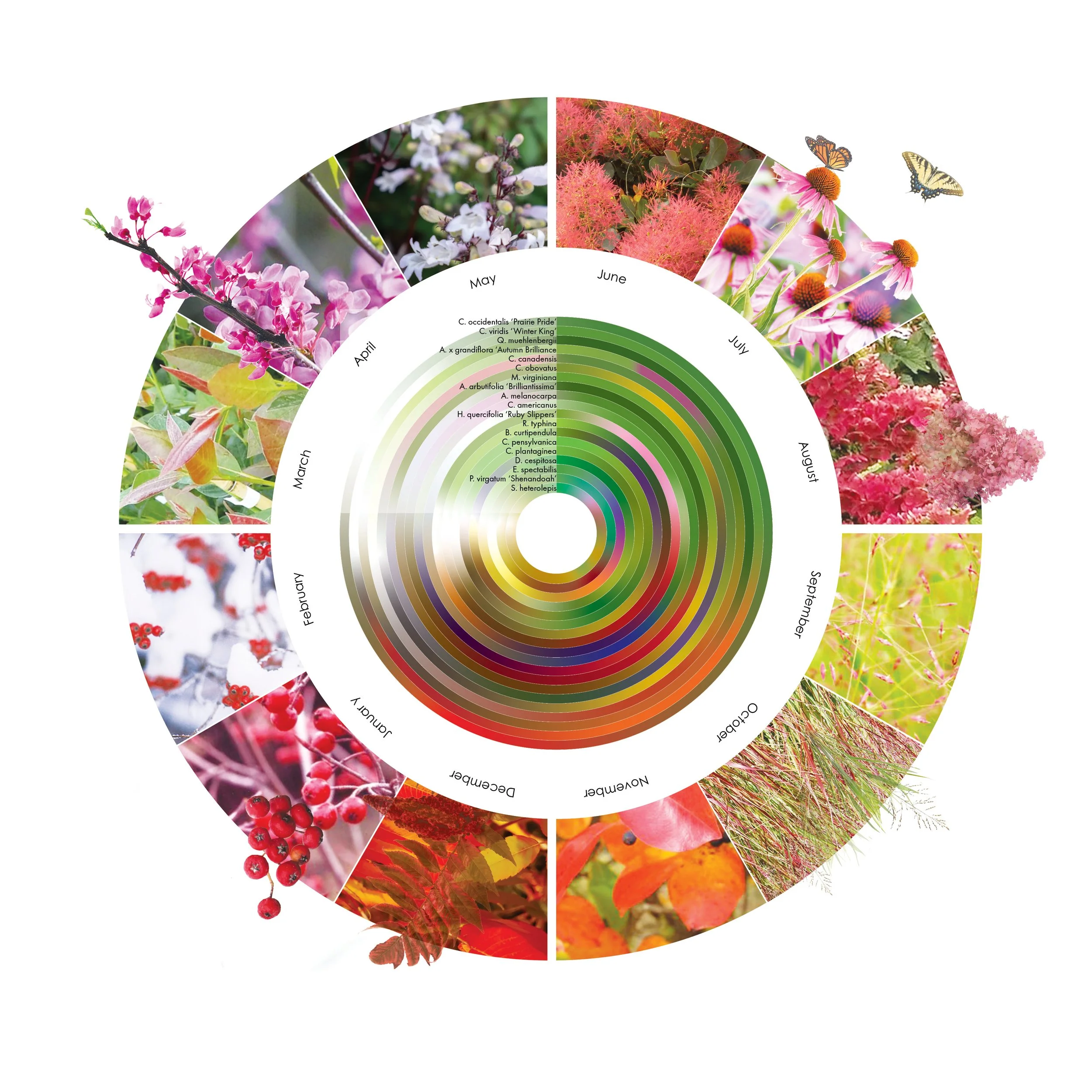 Seasonal Plant Wheel.jpg