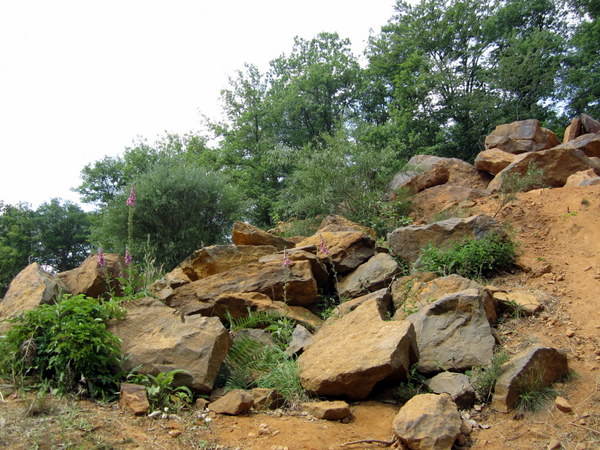 The overgrown quarry on site at Guédelon. The good stone has already been cut away. These slabs are probably not red enough to indicate the quality needed for construction of the castle.