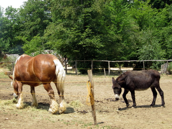 One of the workhorses and a burro share a pen during off-work hours.