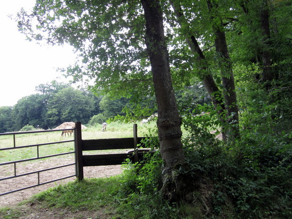 Horses grazing in a field. Saint Fargeau.