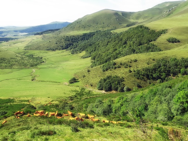 Countryside somewhere in France. It gives the general feel of the countryside I was driving through with Anne like a bat out of hell. Image from Pixabay taken in 2011 by tpsdave and released under Creative Commons CC0 .