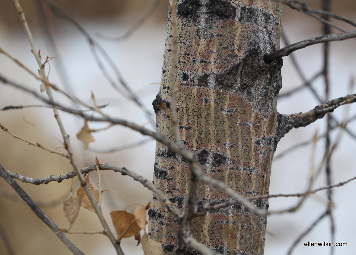Lined Tree Bark Along Dry Creek