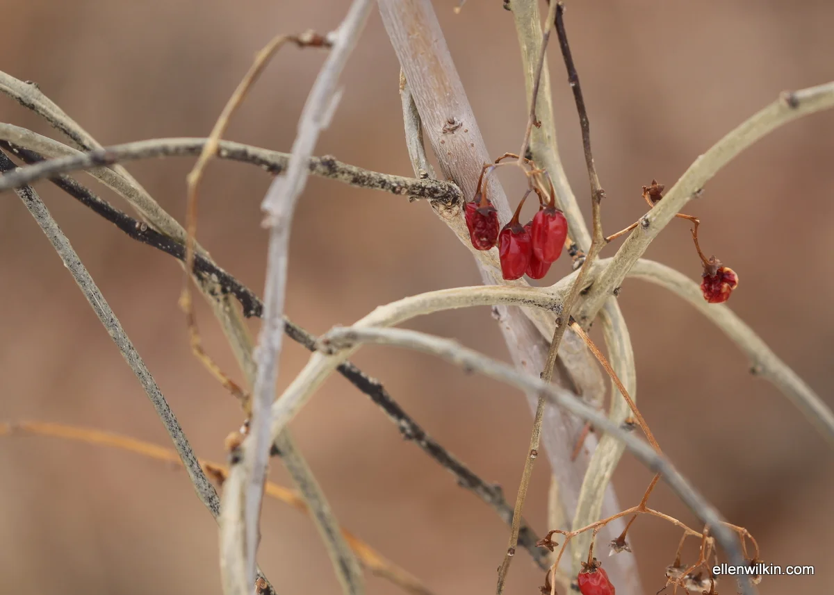 Wild Berries and Vines along Dry Creek