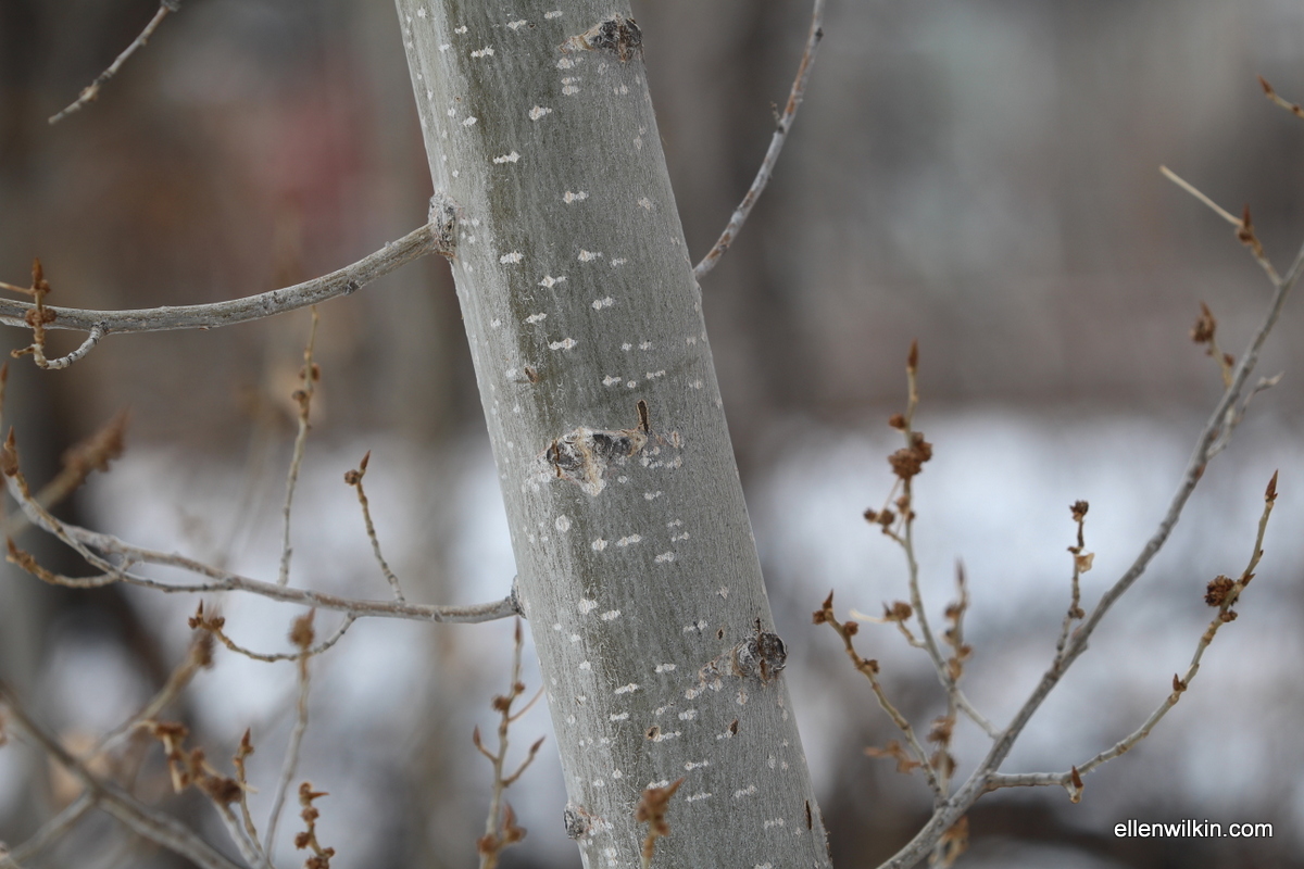 Speckled Tree Bark Along Dry Creek