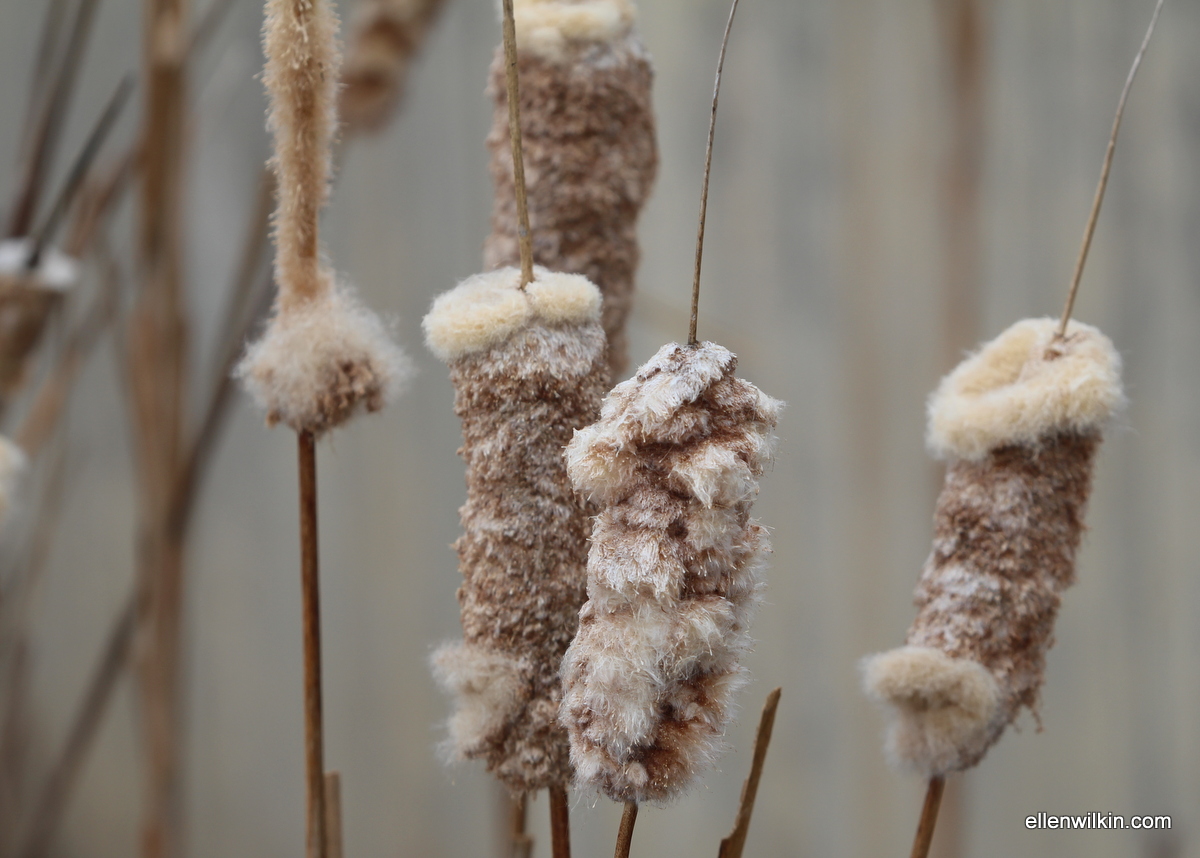 Remains of Cattails, Dry Creek