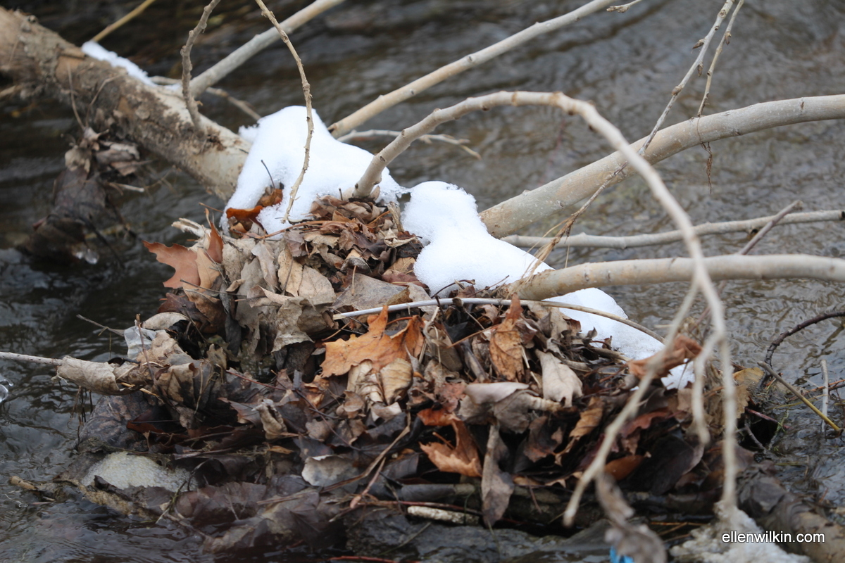 Capturing Debris, a Fallen Branch Along Dry Creek