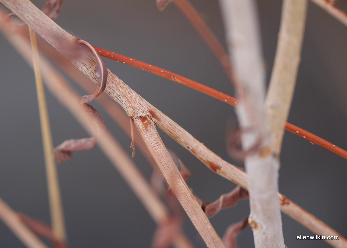 Red, White, and Pink Willow Branches Along Dry Creek