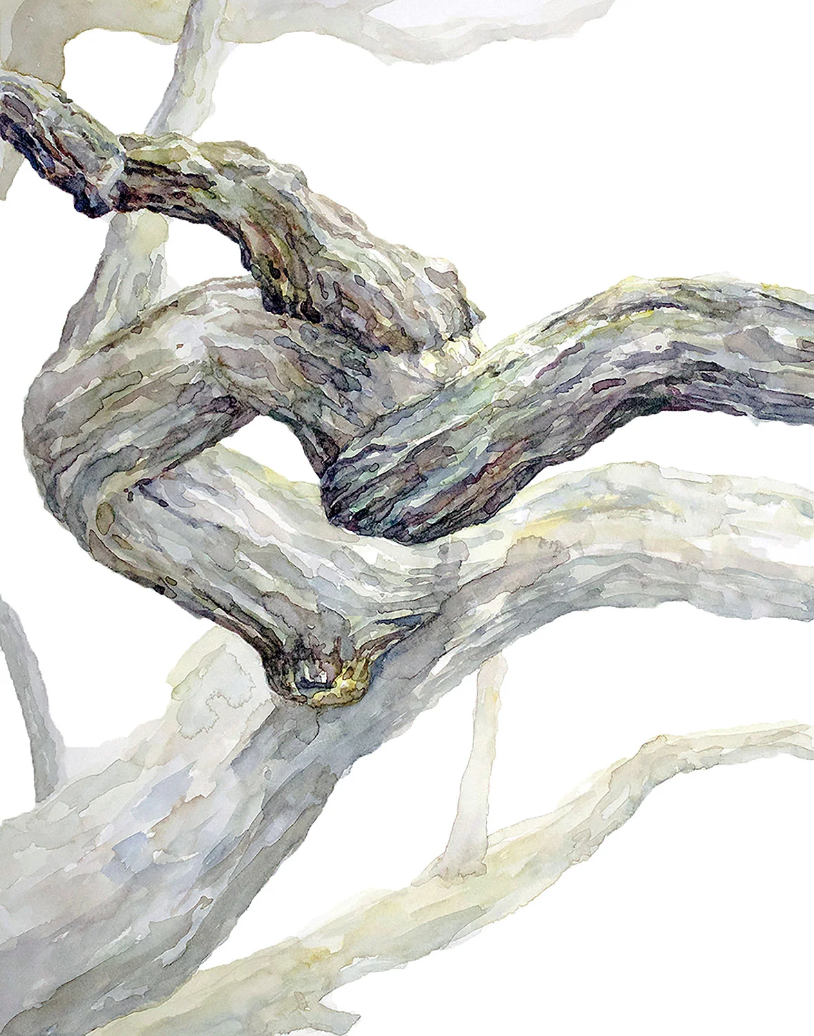 Oak Tree
