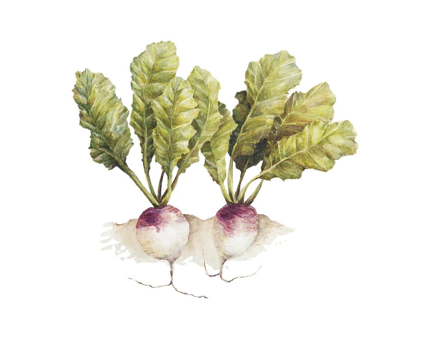 Turnip Twins