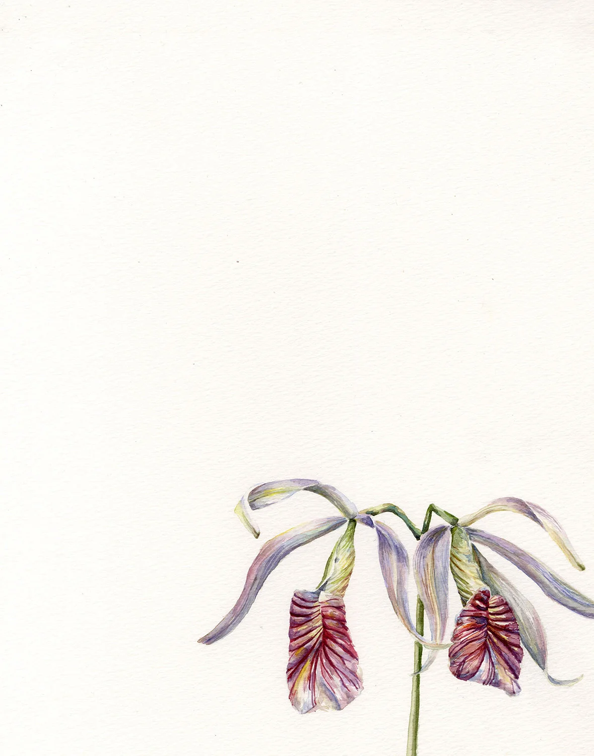 Two Orchids