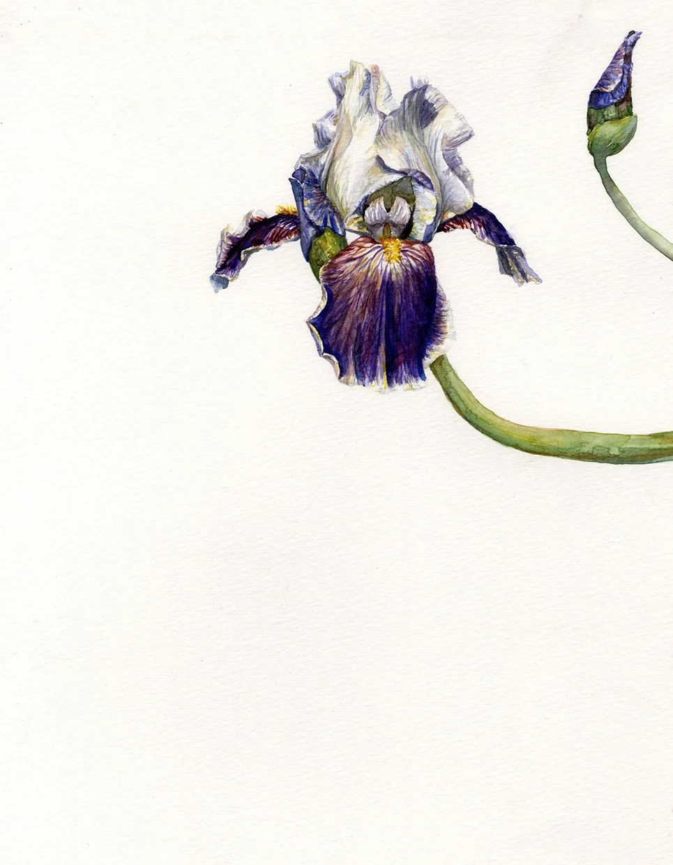 Dragon Tail Iris