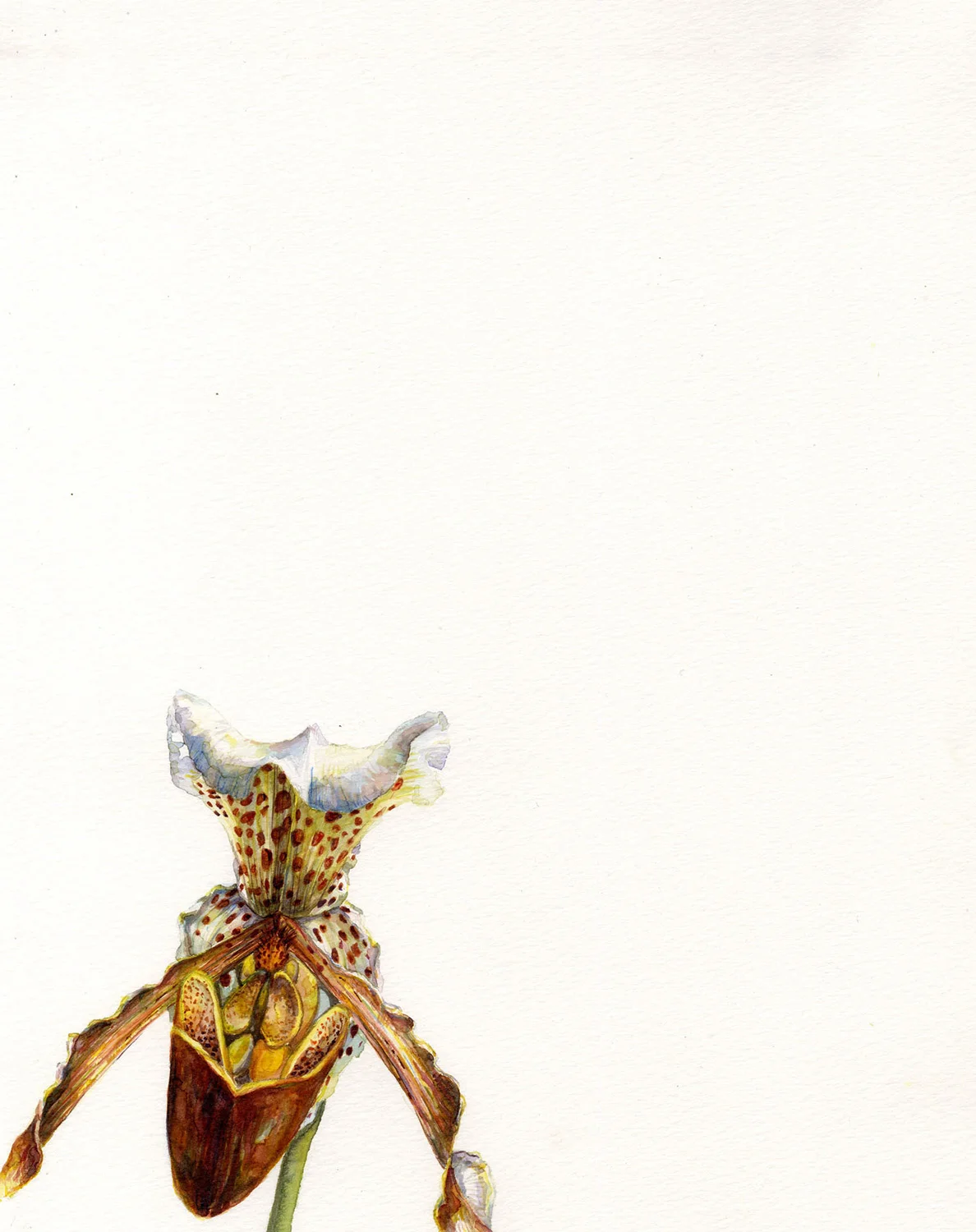 Dragon Head Orchid
