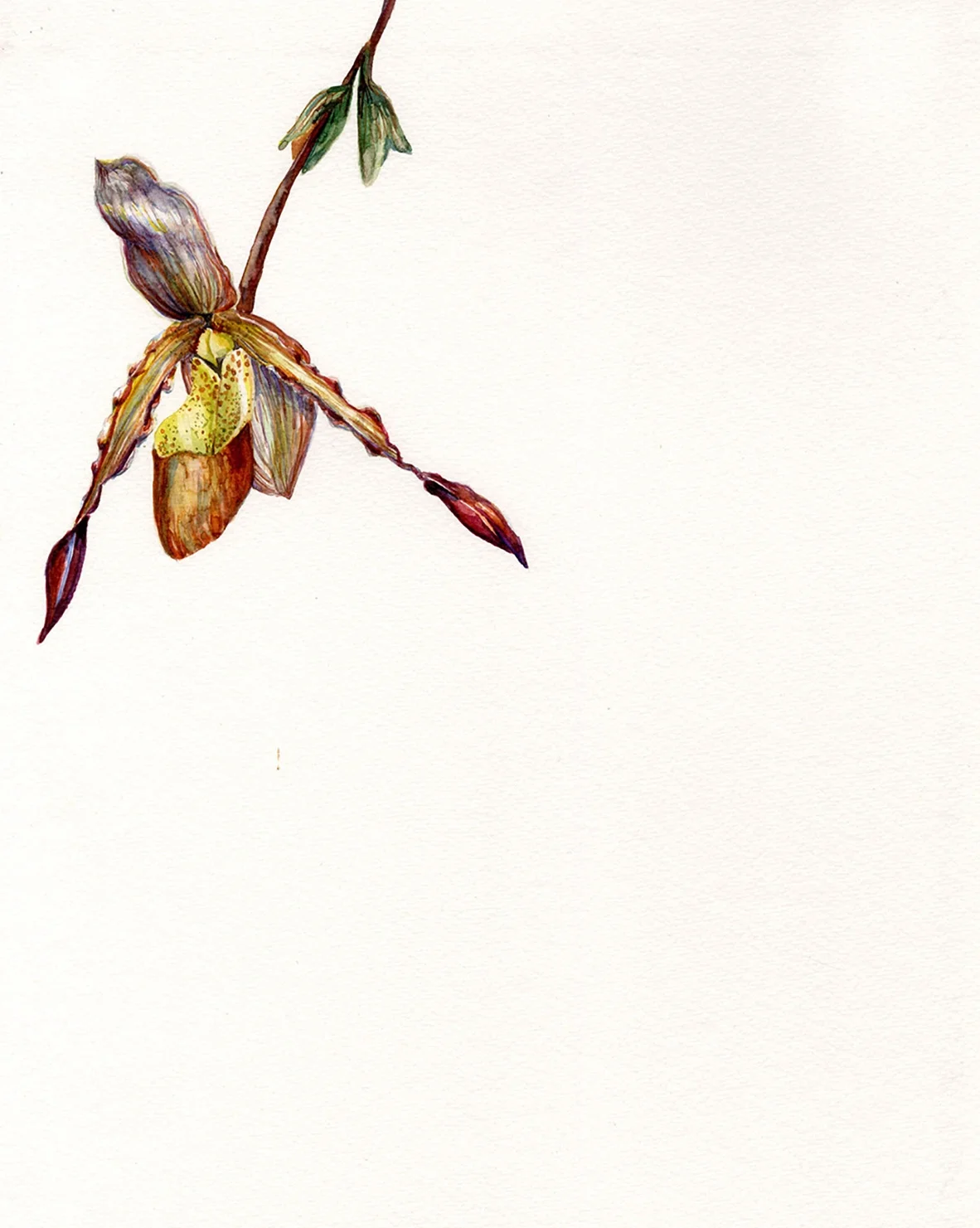 Hanging Lady's Slipper Orchid