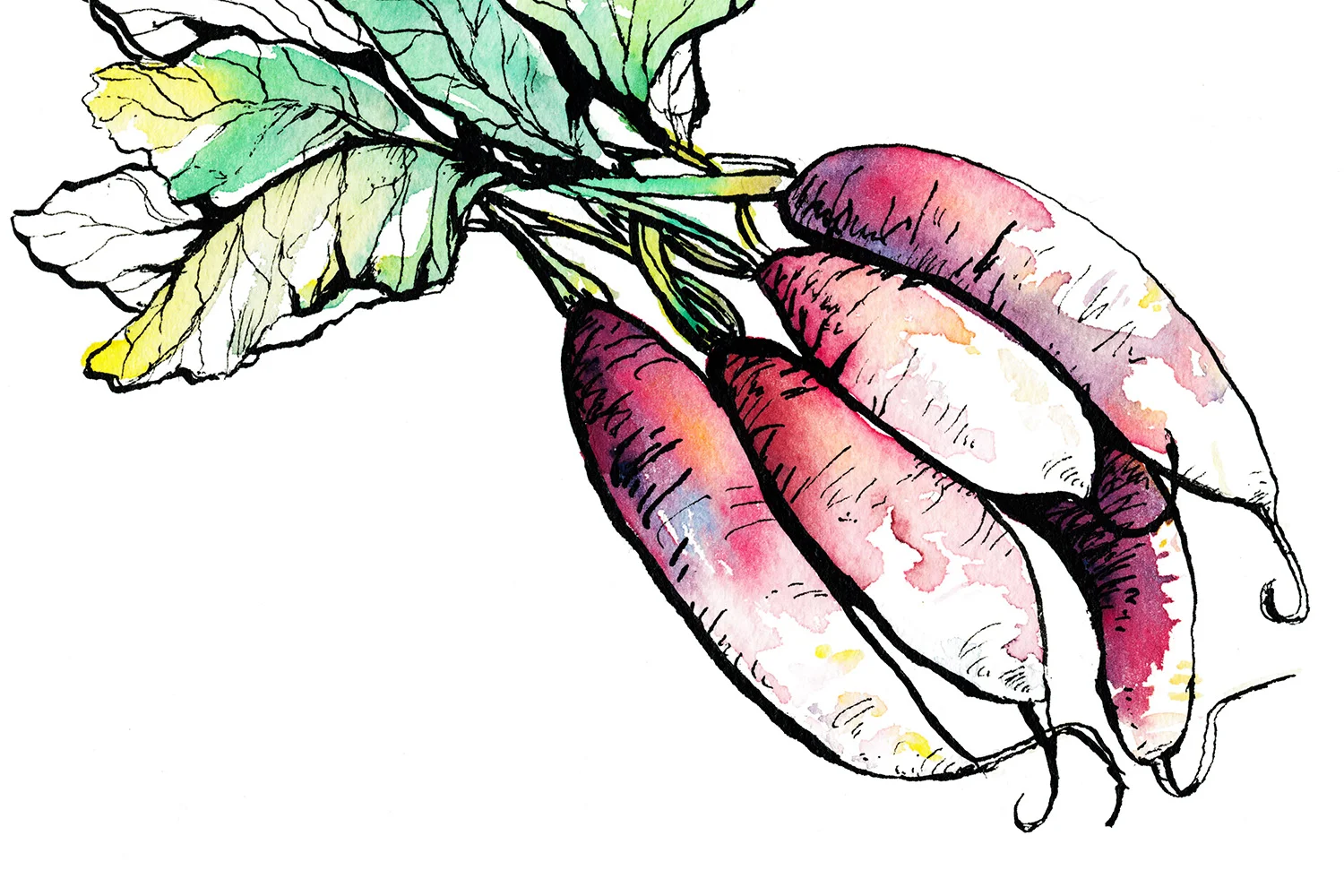 Radishes