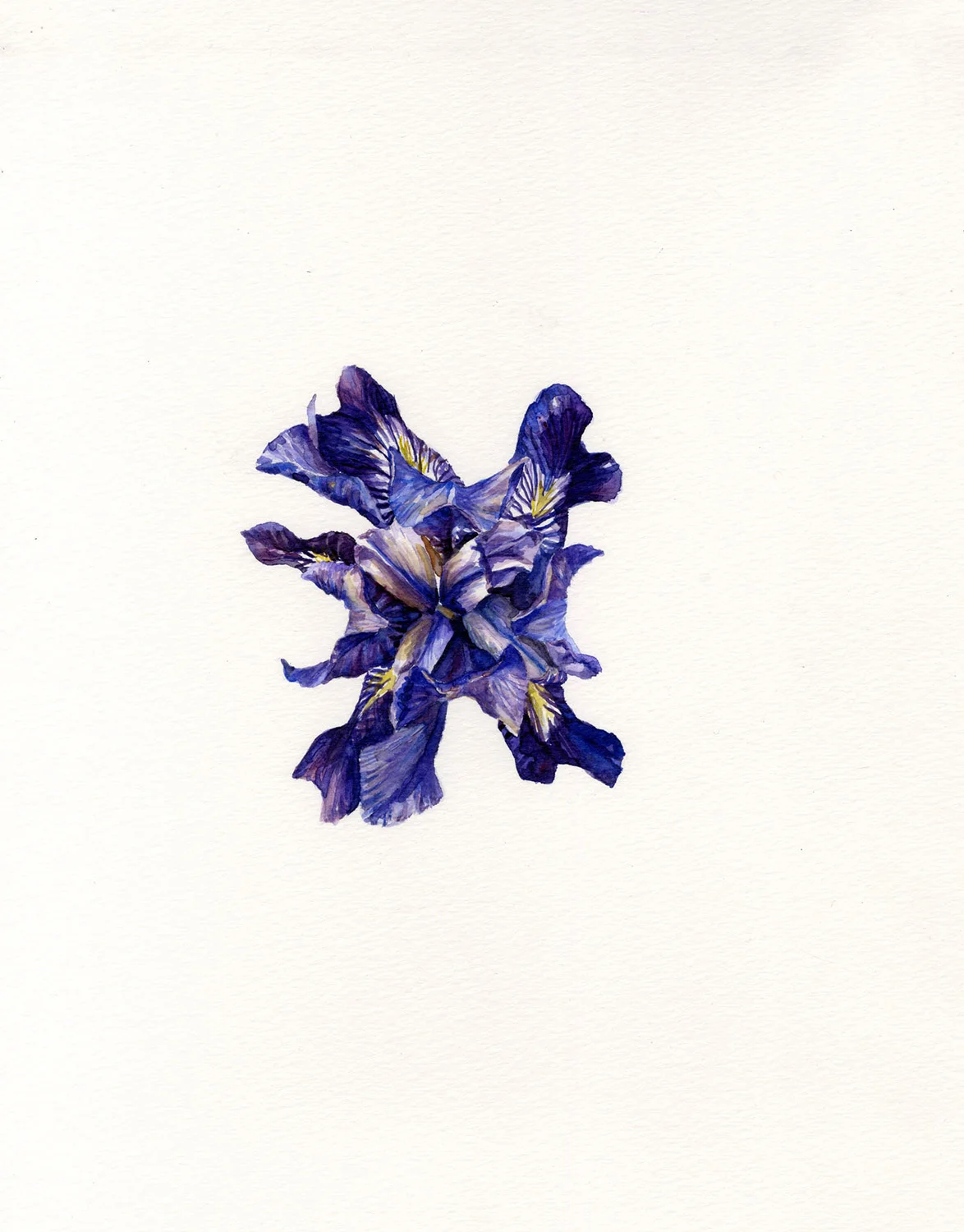Purple Iris (Above)