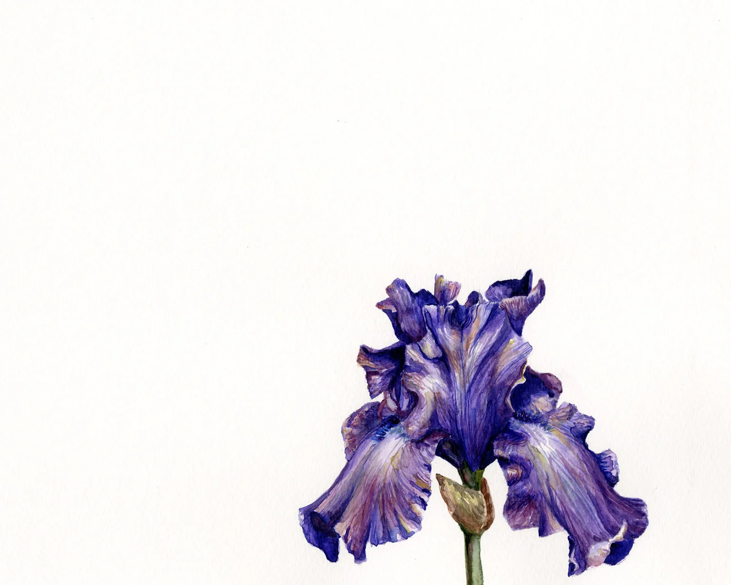 Purple Iris