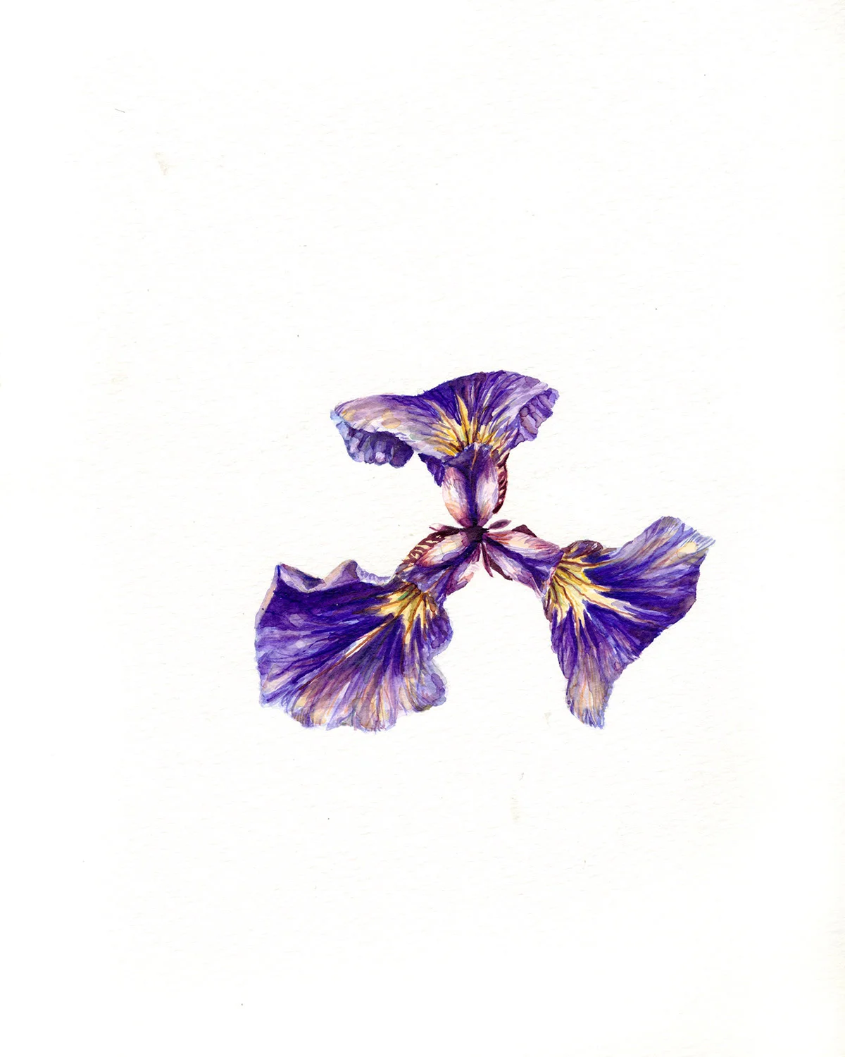 Siberian Iris