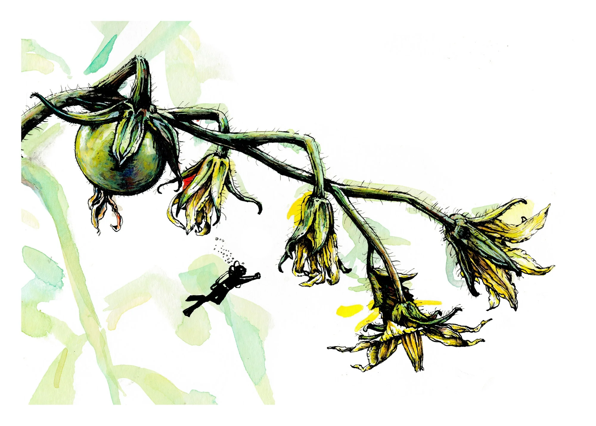 Aliens from the Garden: Sea Tomato and a Deep Water Diver