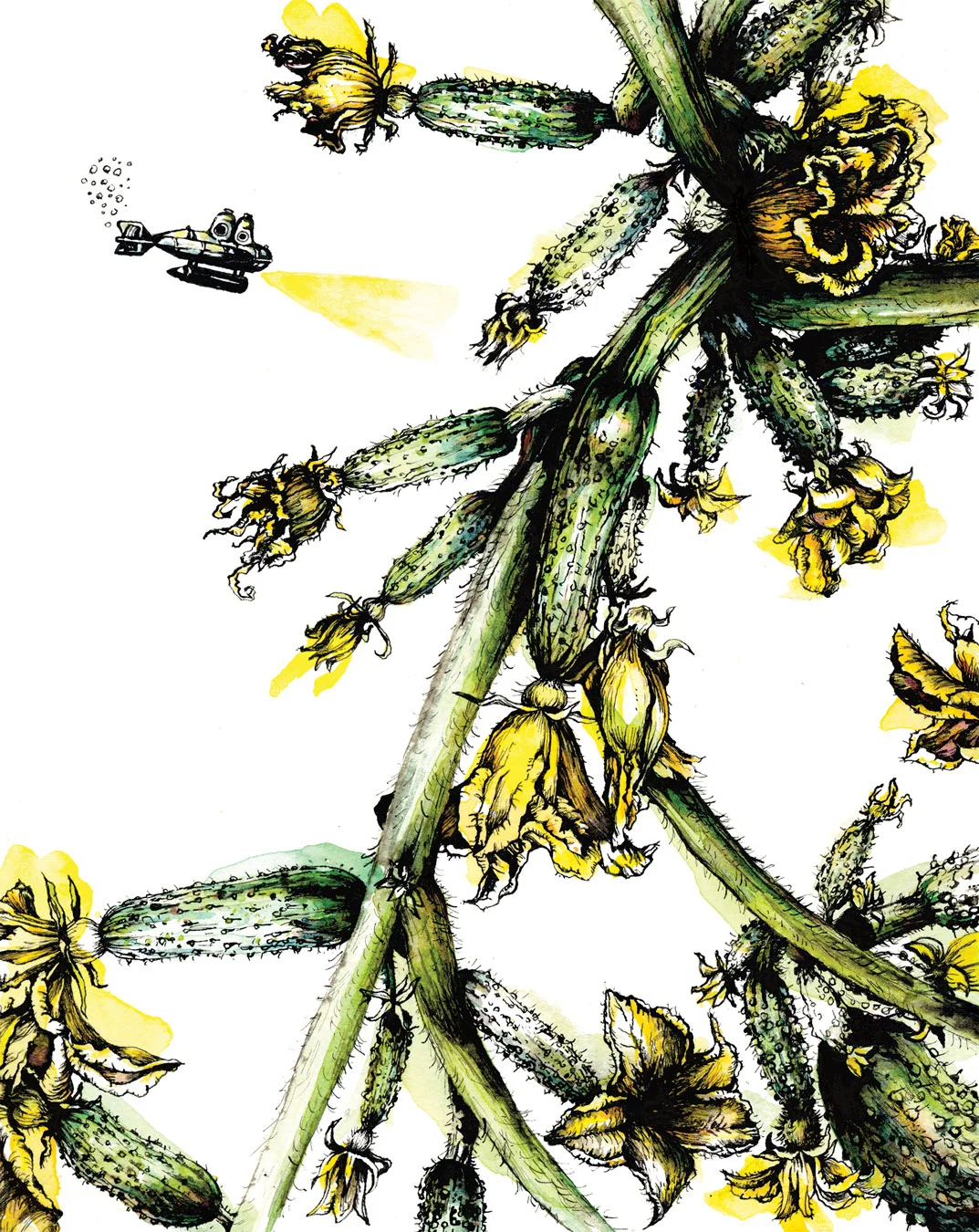 Garden Explorers: Submarine Cucumber
