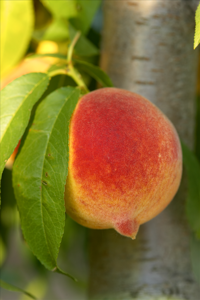 Peach-on-tree-2-Resized-.png