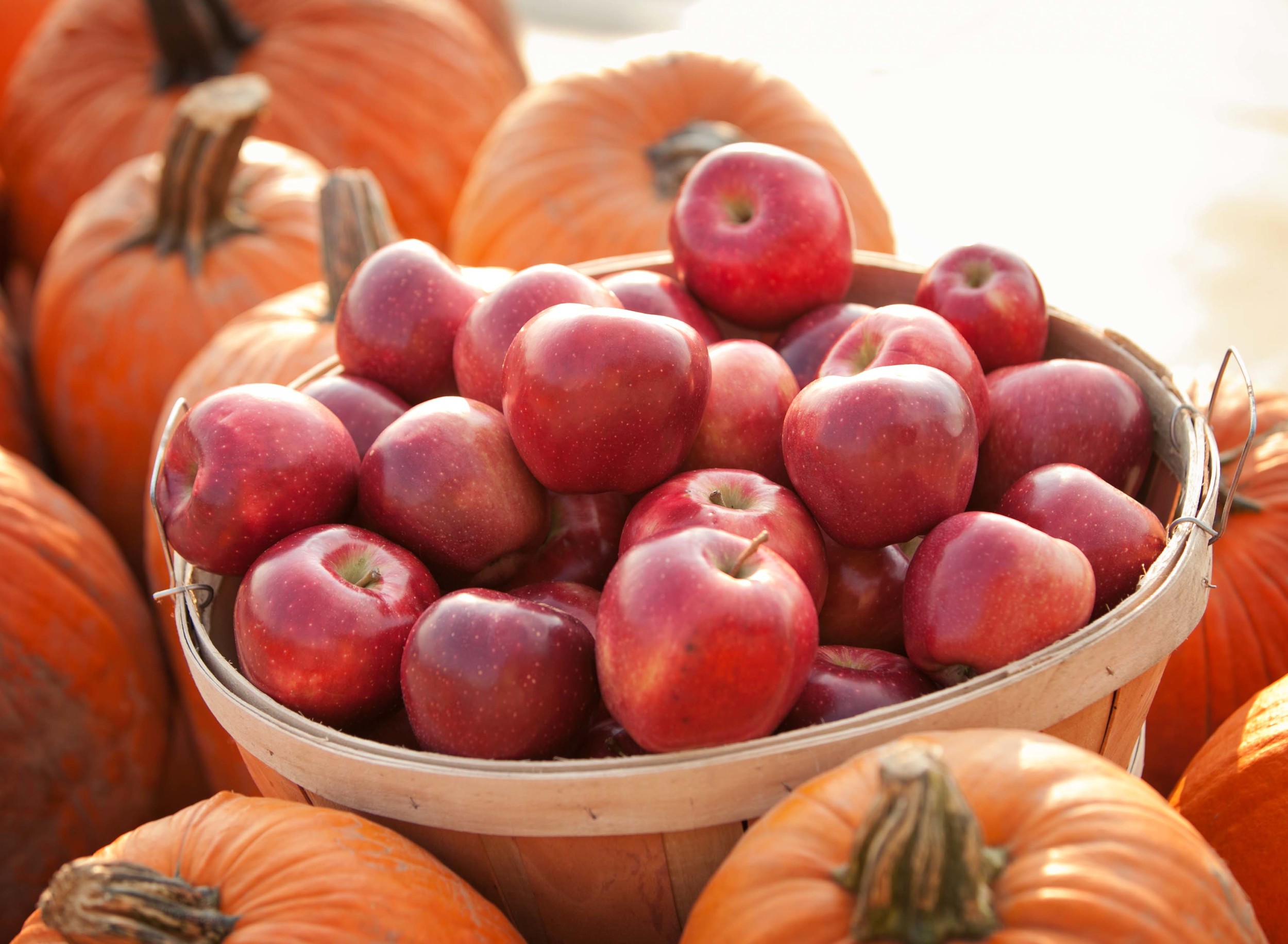 Types of Apples Apple Varieties