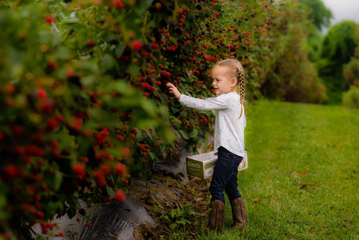Elle-picking-blackberries.jpg