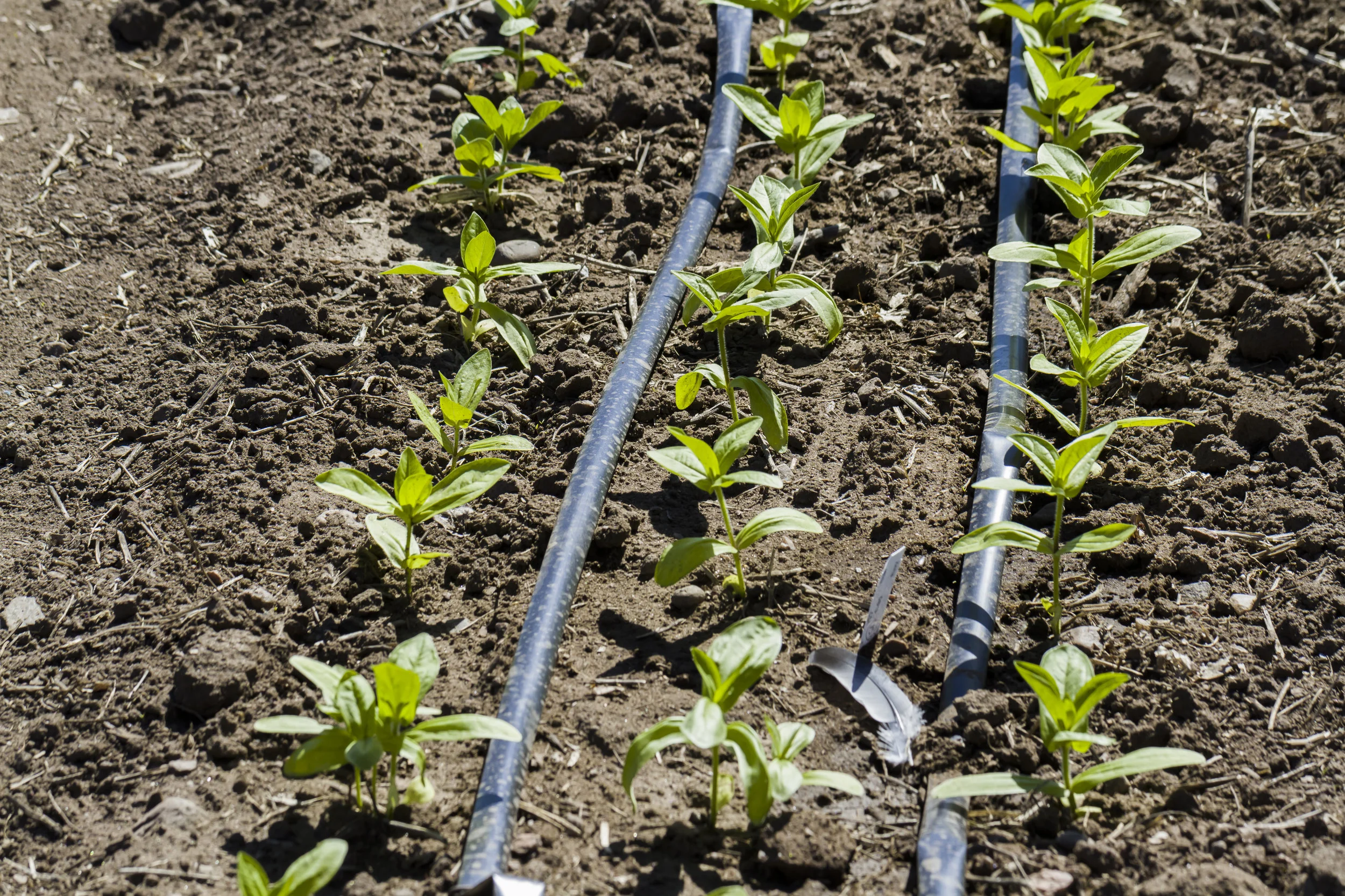 Drip Irrigation in Vegetable Garden