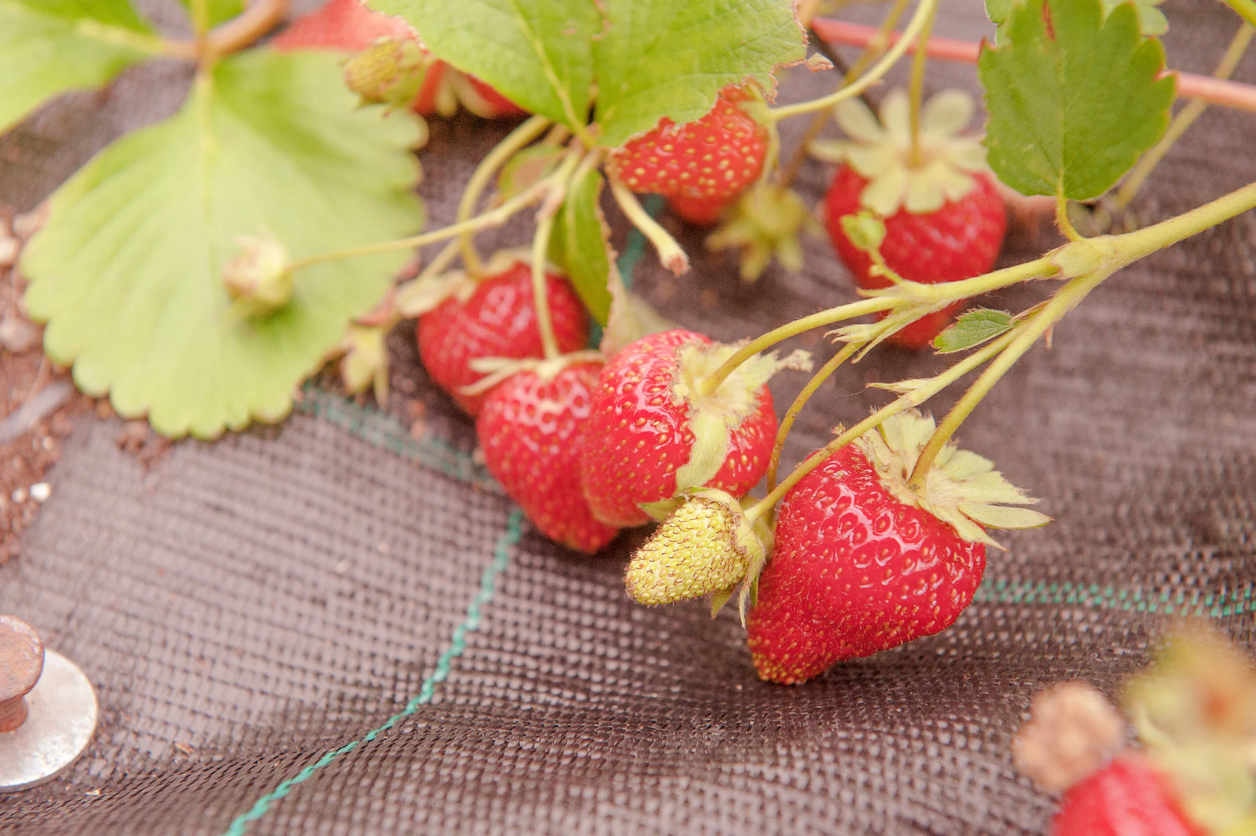 Synthetic Mulch - Strawberry Plants