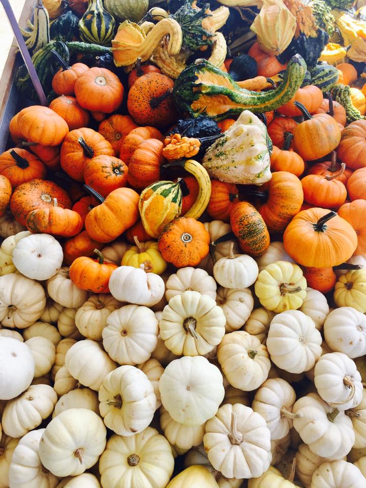 gourds.jpg