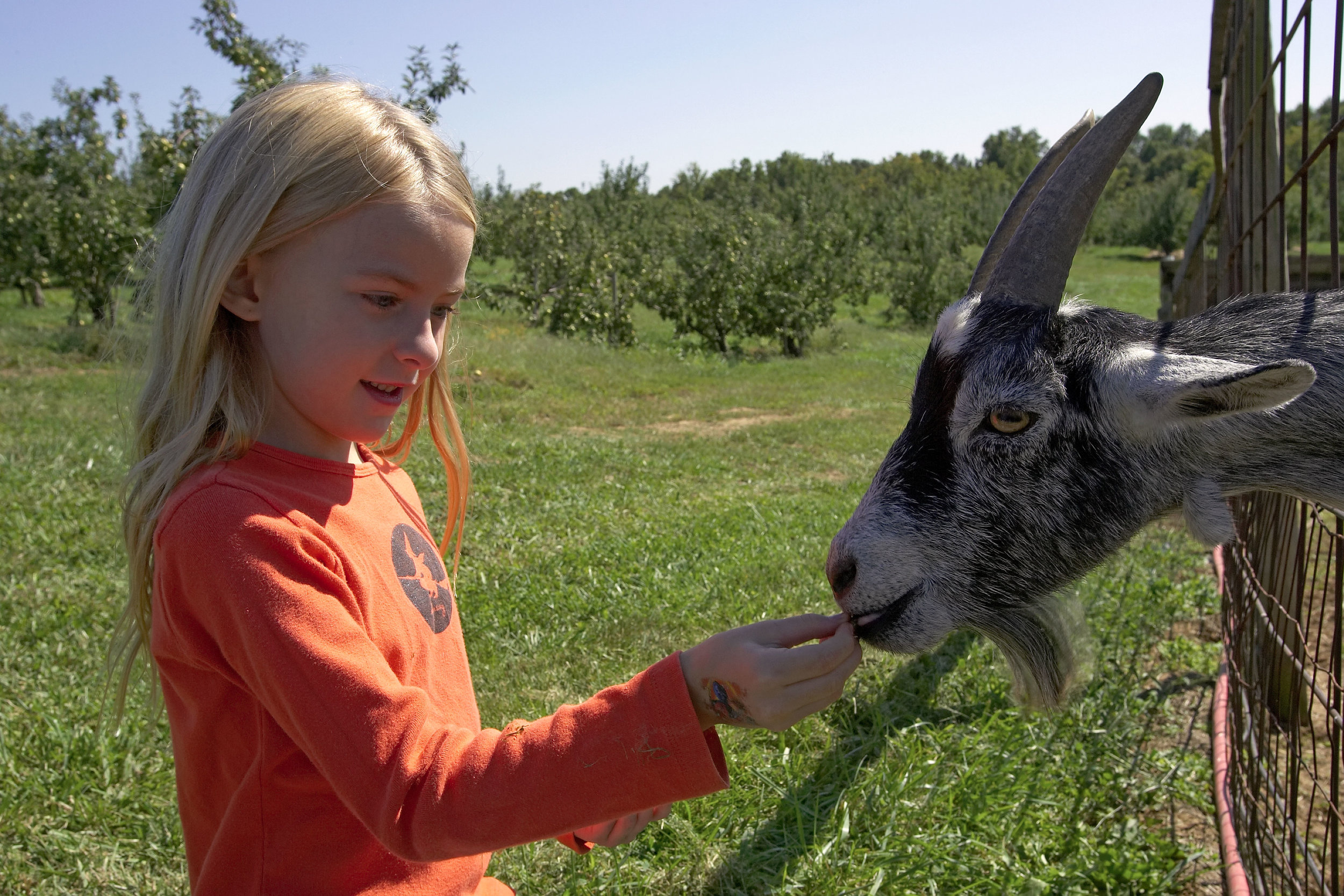 Girl-feeding-goat-3.jpg