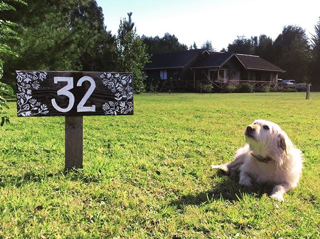 Mi perro favorito y el cartel que pint&eacute; para la casa en mi lugar favorito 🤞🏼💙✨#holateamo #sursiempresur #lettering #handpainted #craftchile #analogueillustration #natureillustration #mistico #dogsaremensbestfriend