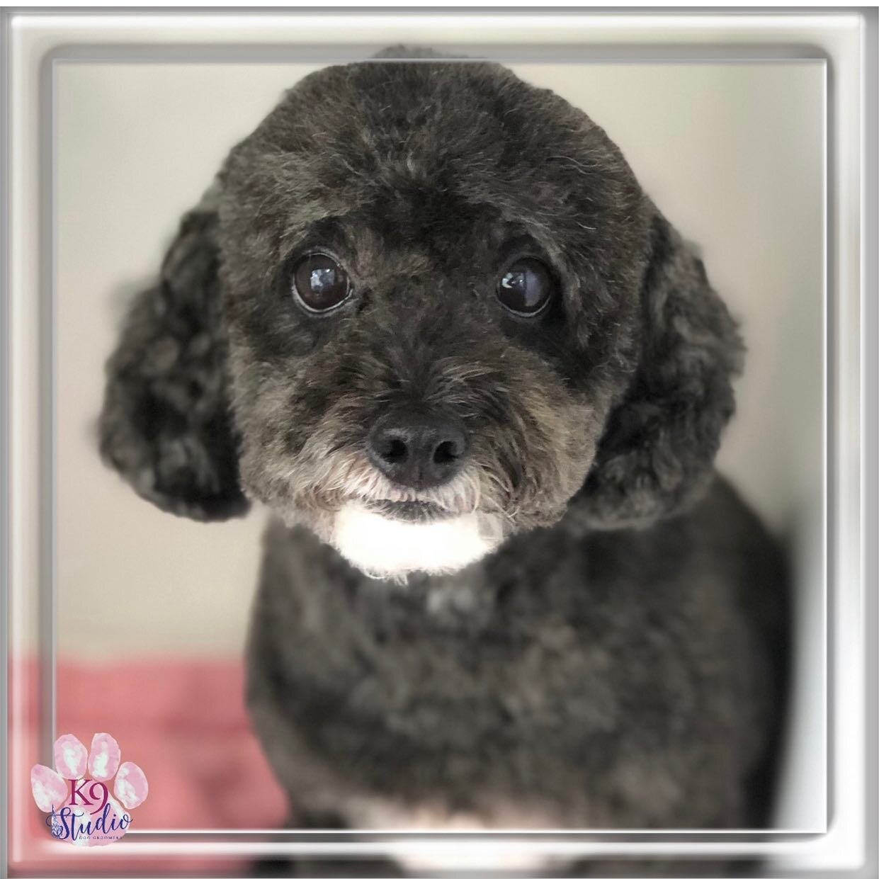My clean puppy face for the summer&hearts;️
.
.
.
.
.
.
#summerhaircut #puppycut #puppylife #puppyoftheday #groomer #groomerlife #lavish #petsofinstagram #petstagram #greenwichct #grooming #doggrooming #doggroominglife #scissors #minipoodle #minipood