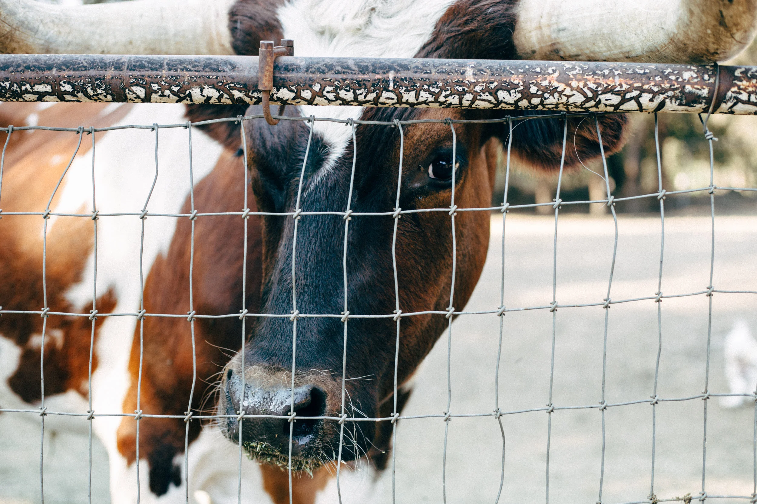 because the perfect wedding has plenty of party animals...