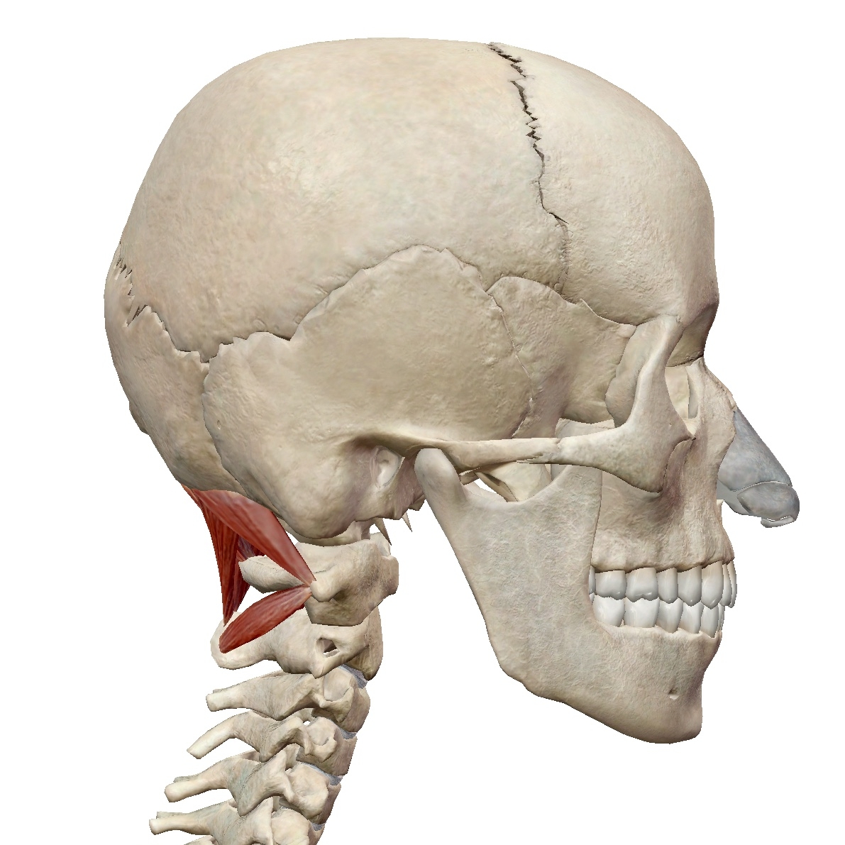 lateral view of suboccipitals