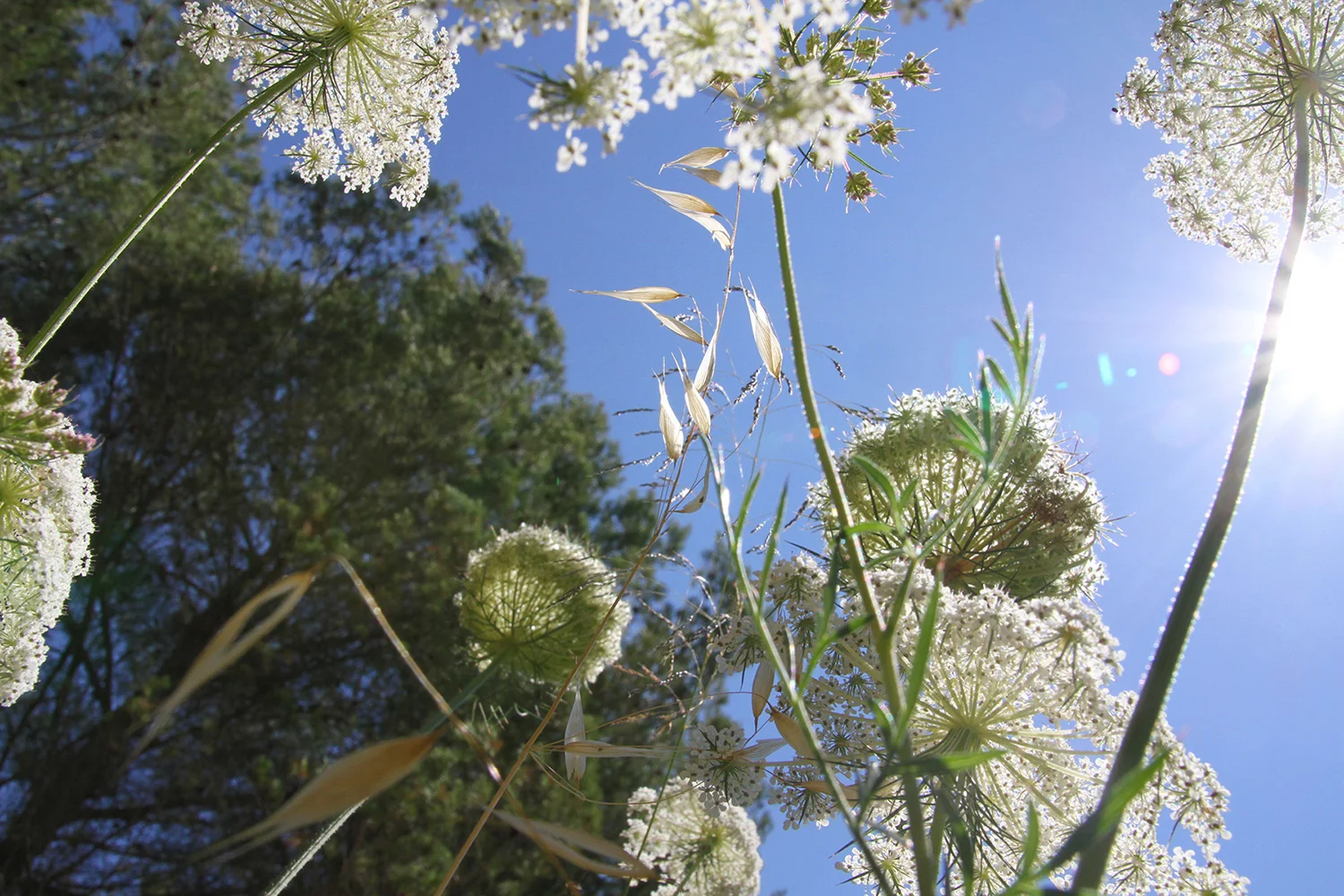 Weeds 1 © Lekha Singh 2014
