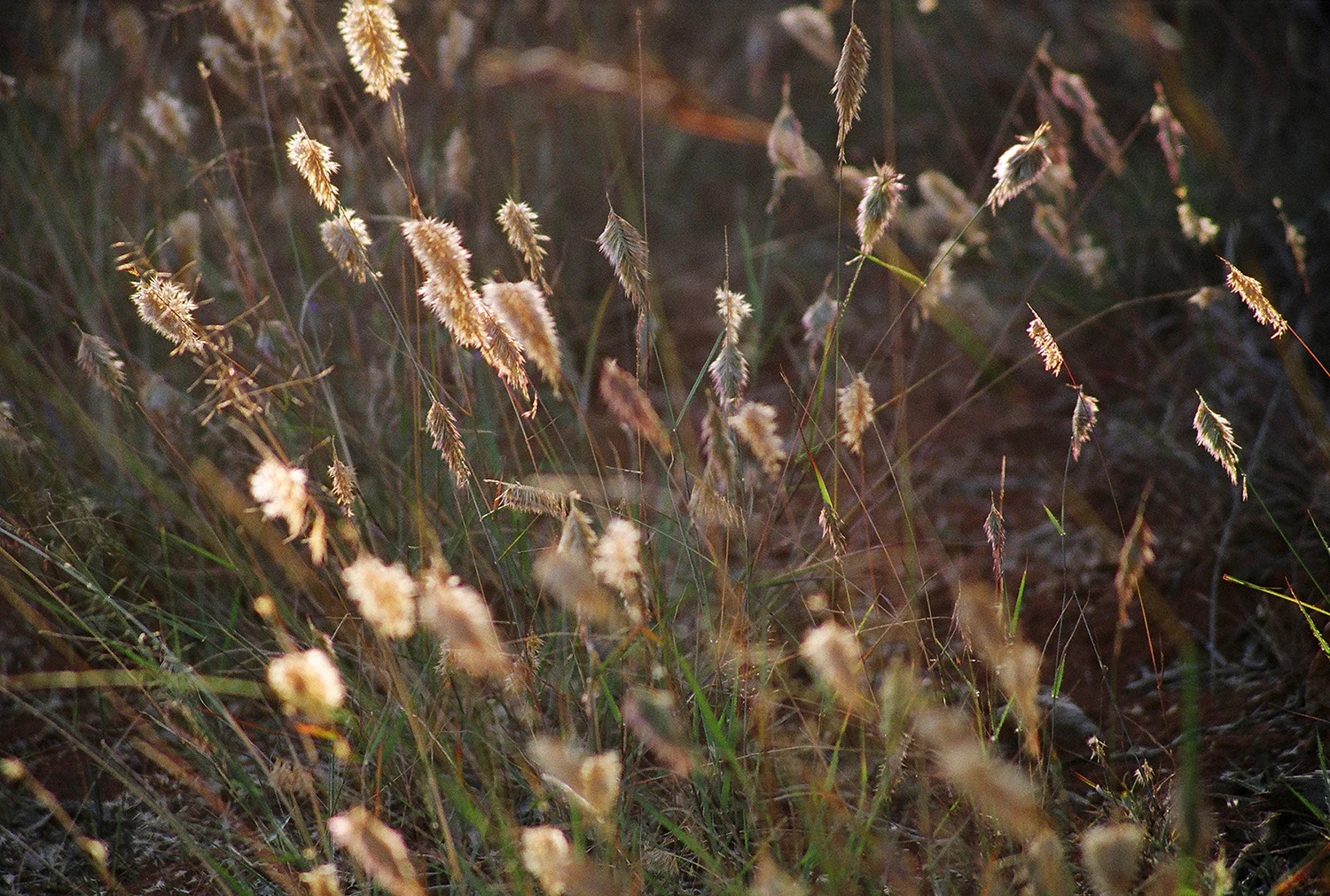 Weeds 6