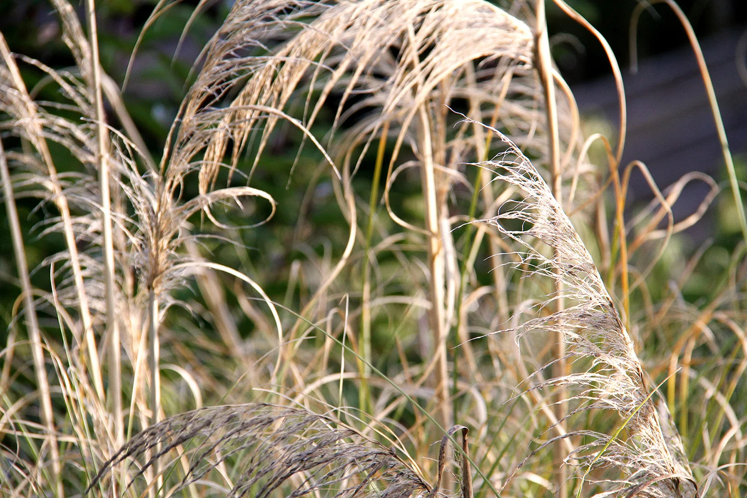 Weeds 9