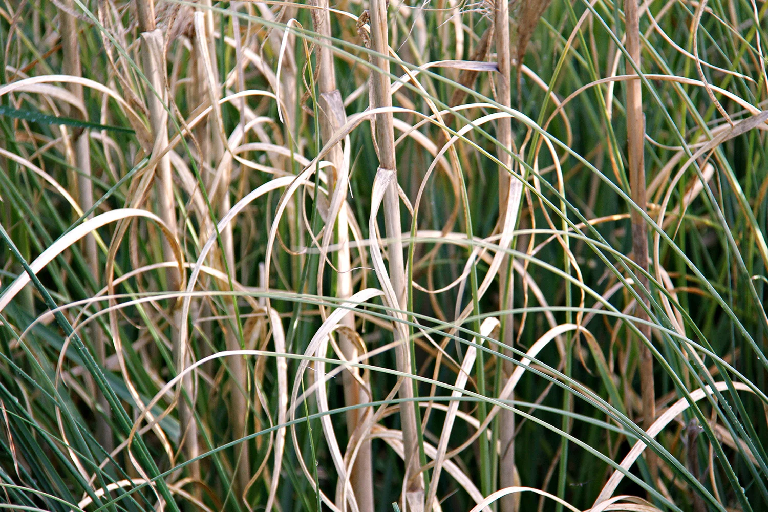 Weeds 8