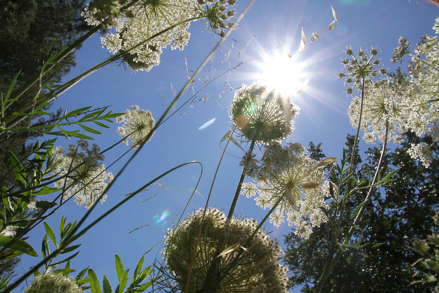 Weeds_2_sm_print.jpg
