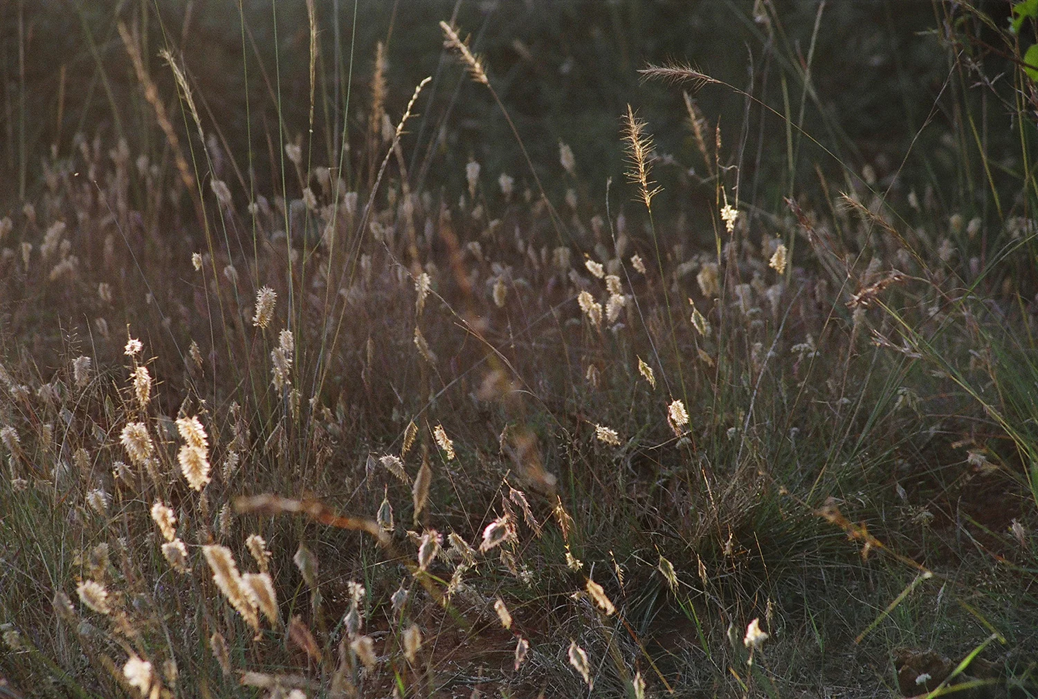 Weeds_4_sm_print.jpg