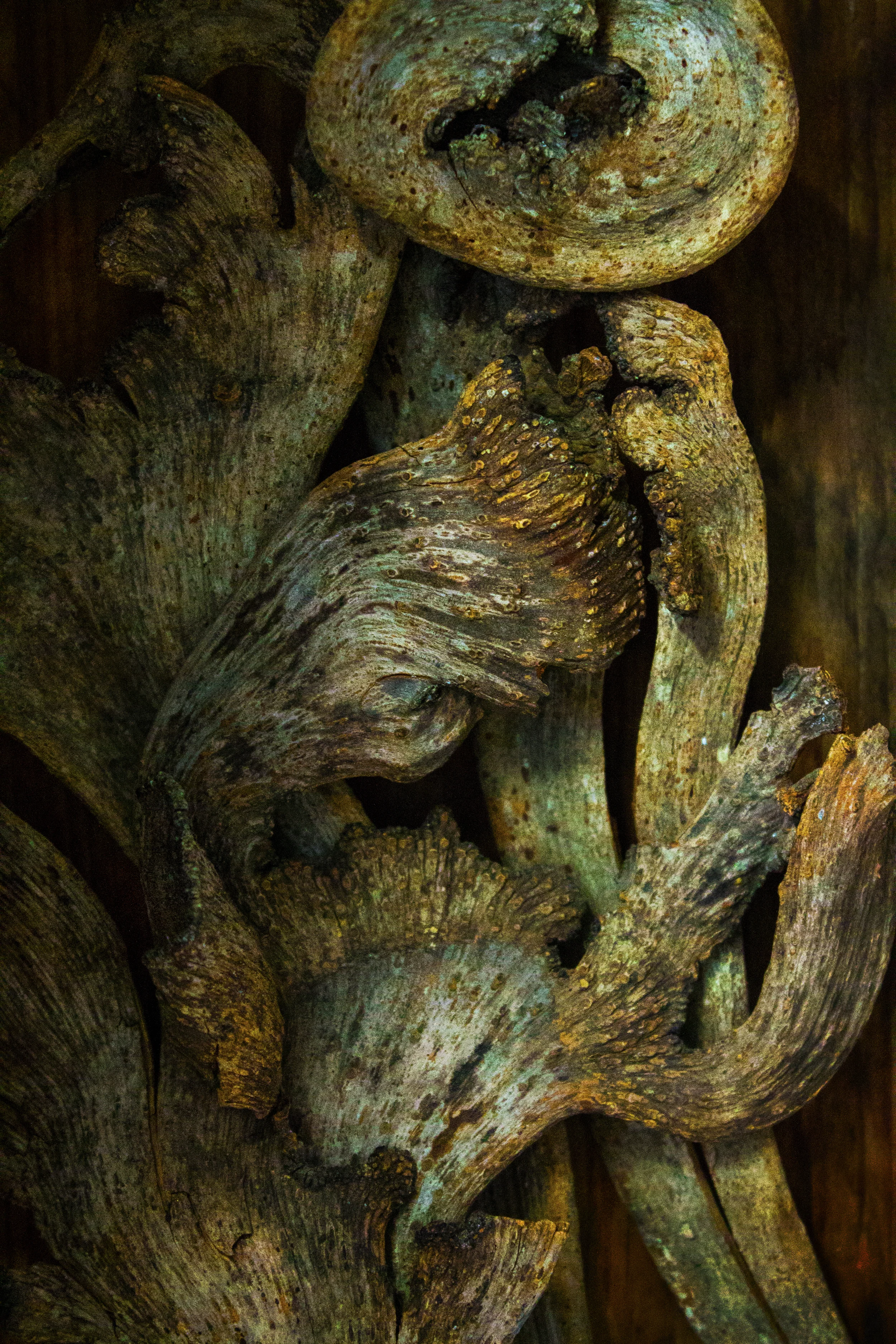 branches2_rev.jpg