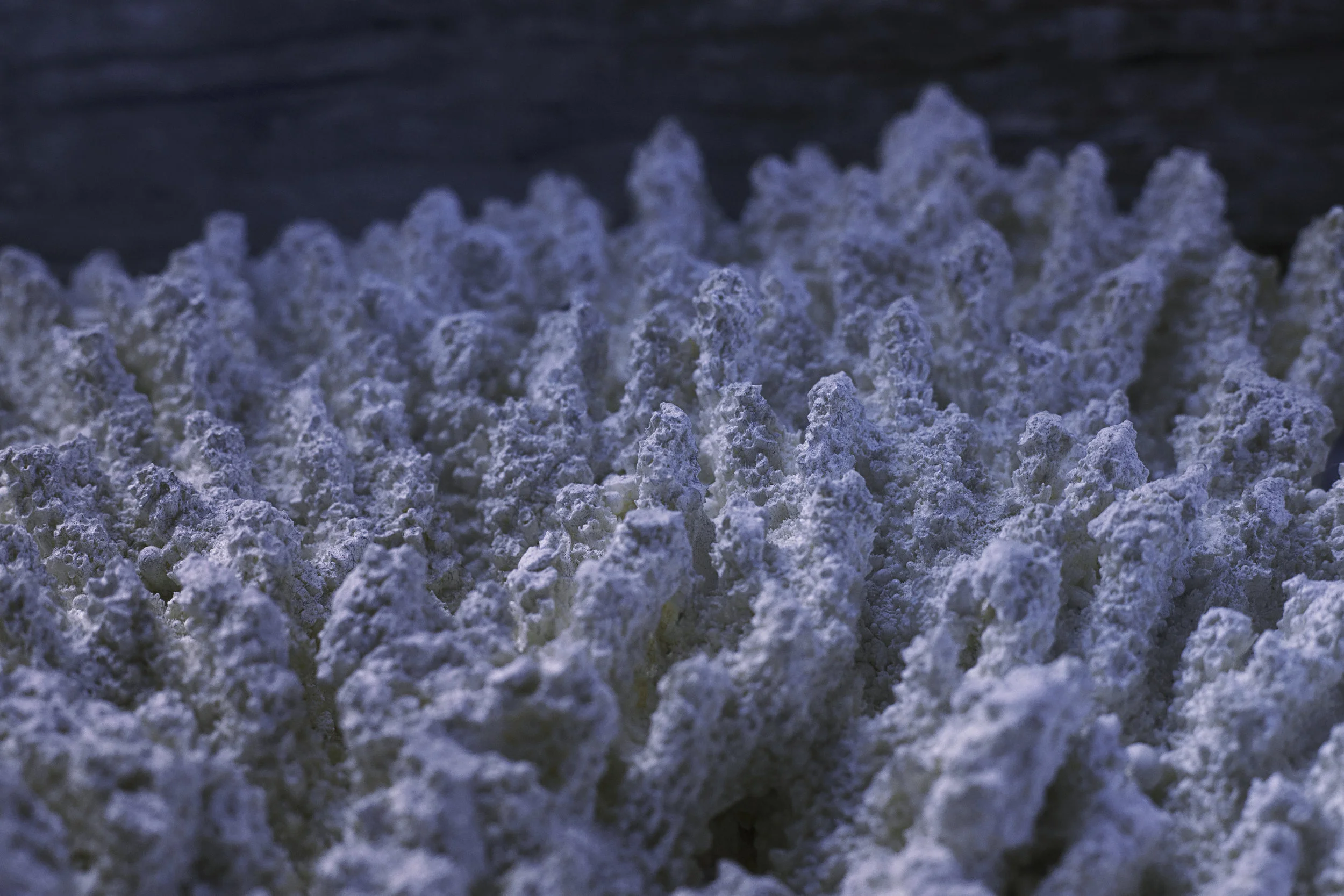 forest.jpg