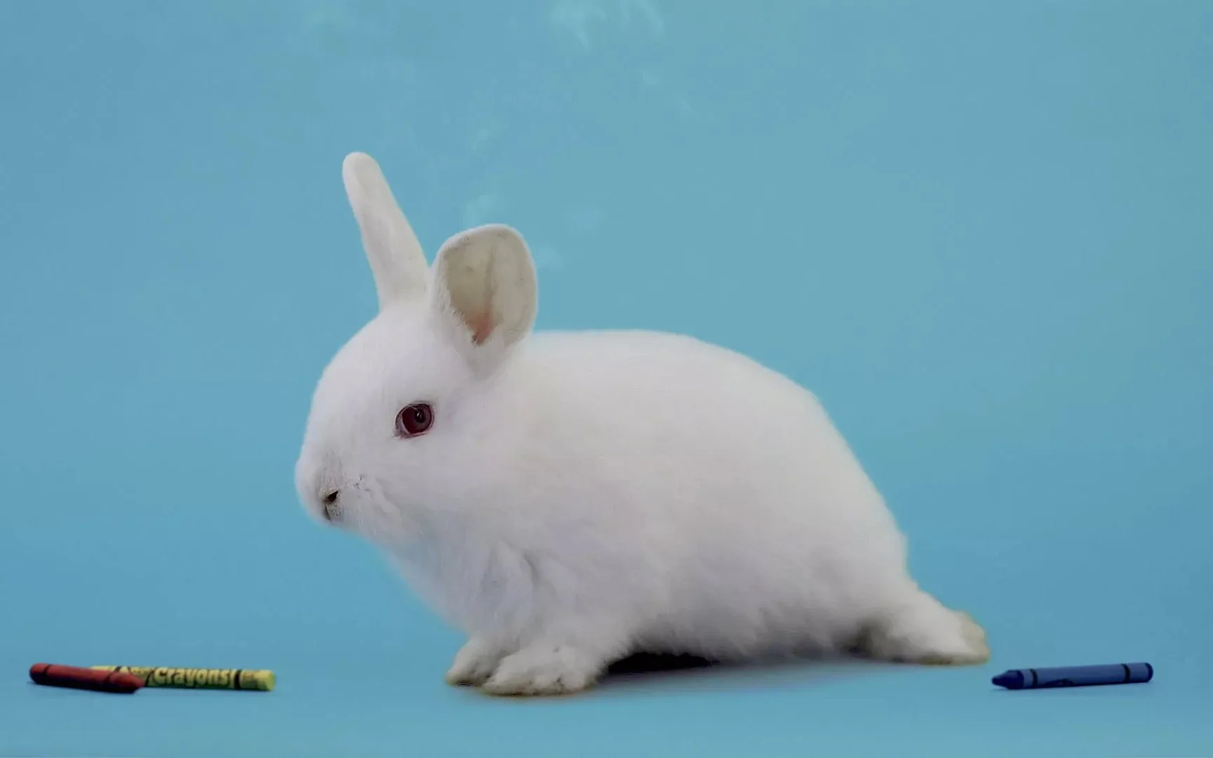 SH-PowerSchool-CaseStudy-03-Bunny.jpg