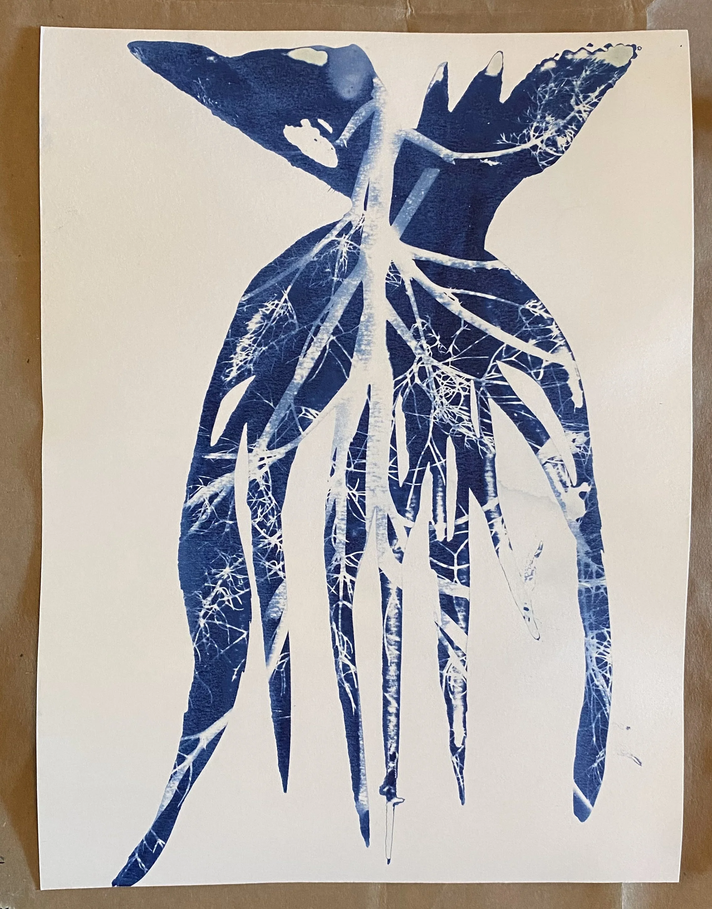 natural not normal for nicole, 07062025. cyanotype on paper. GIFTED