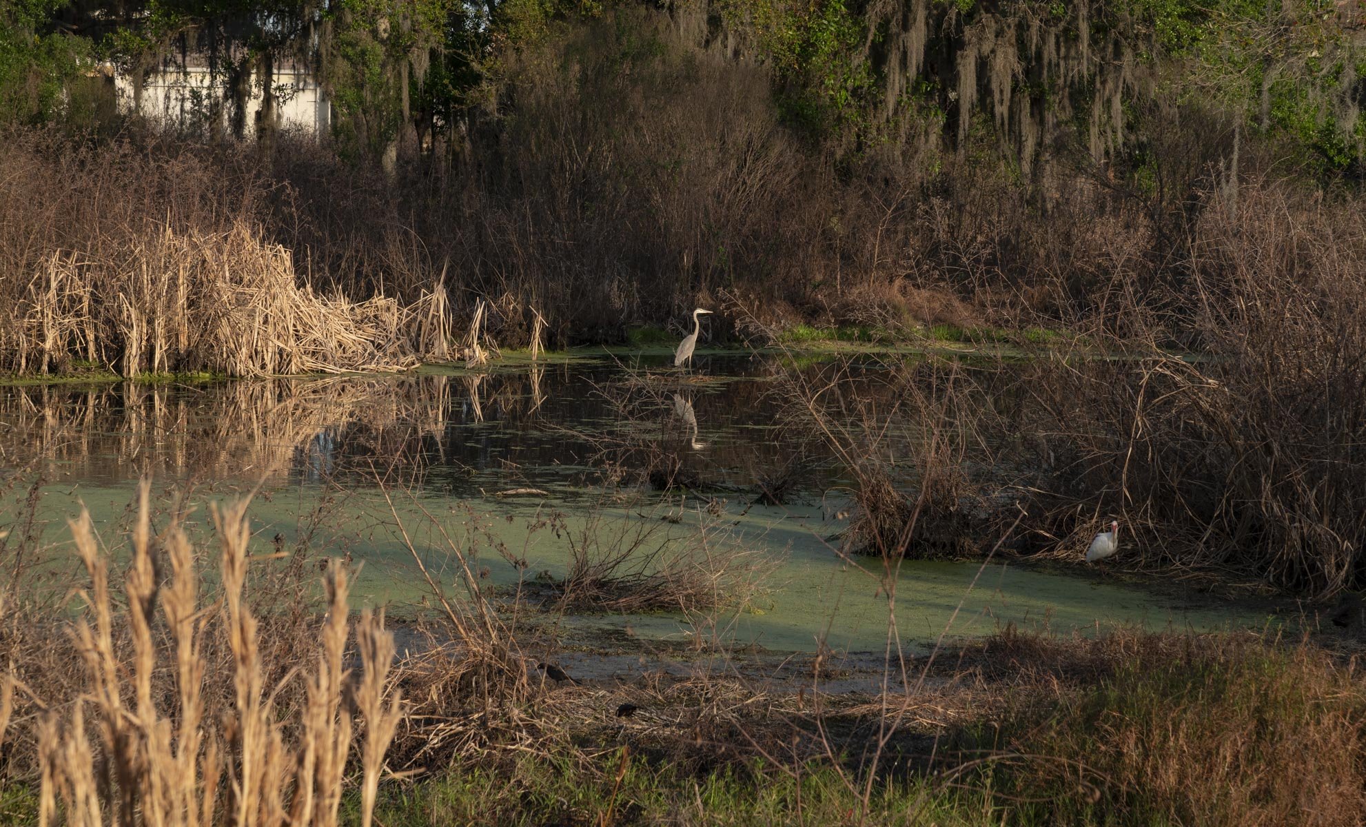 Lake House Cove Swamp, 2020