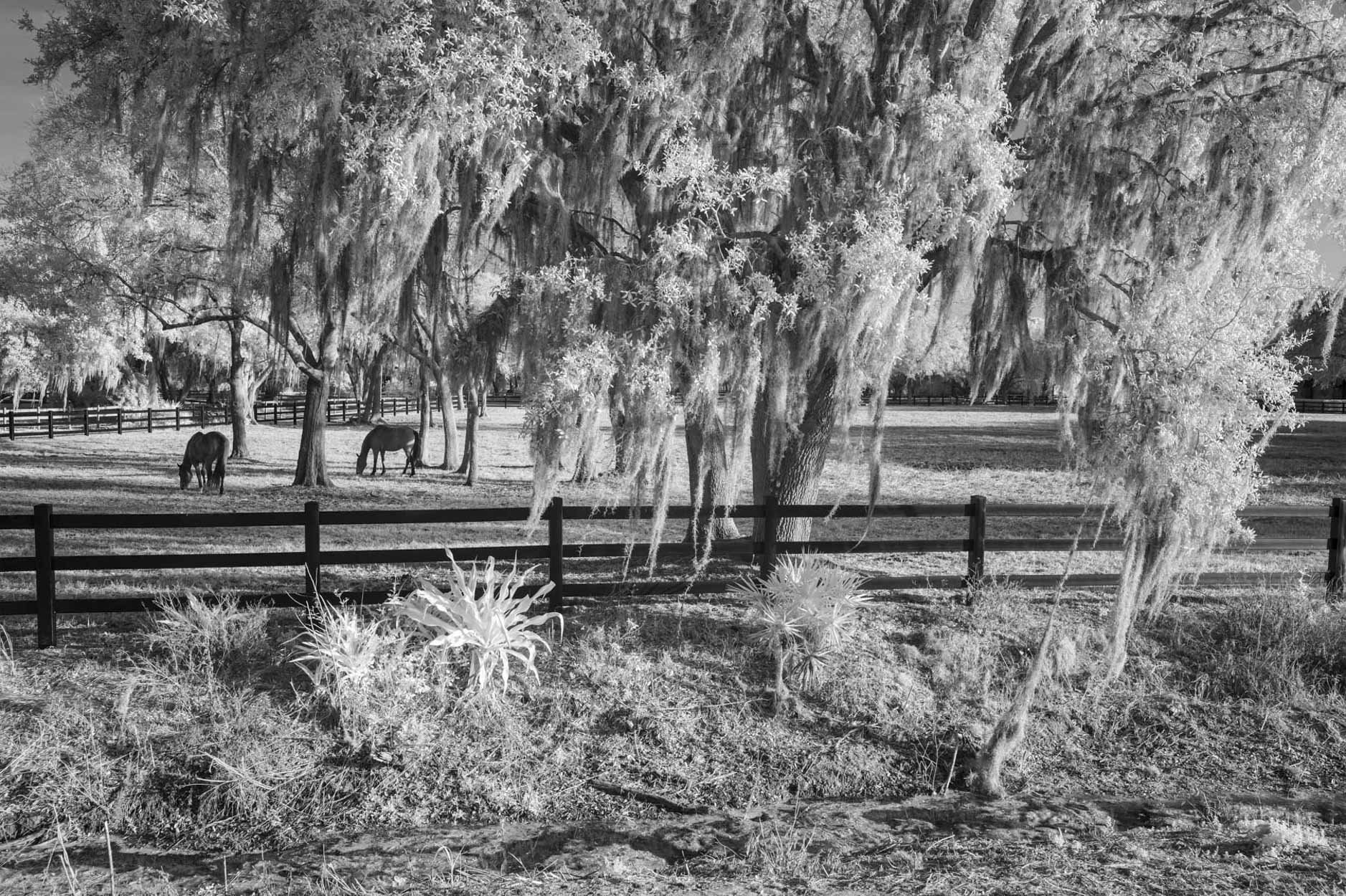 Horses - Polo Grounds, Sarasota, 2022