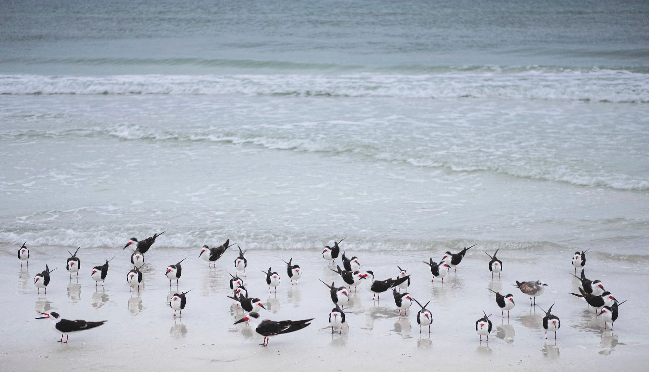 Community - Siesta Key, 2019